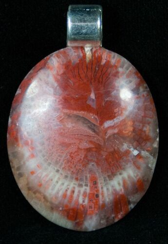 Fossil Red Horn Coral Pendant - Utah #14872